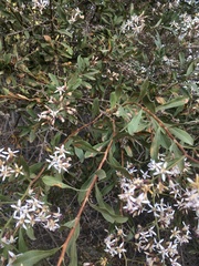 Proustia cuneifolia