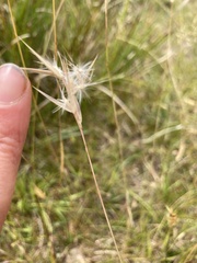 Rytidosperma caespitosum