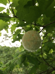 Callirhytis seminator