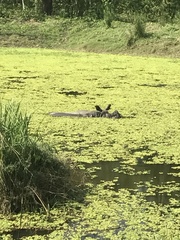 Rhinoceros unicornis