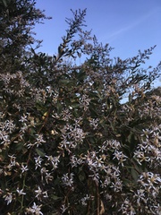 Proustia cuneifolia