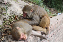 Macaca mulatta