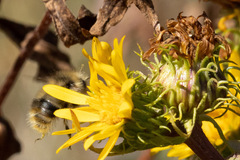Bombus mixtus