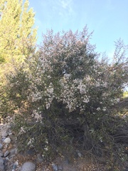 Proustia cuneifolia
