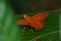 Dyscophellus diaphorus