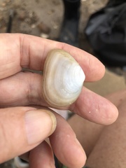 Tellinidae