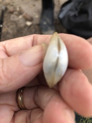 Tellinidae