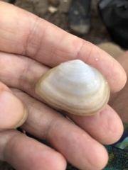 Tellinidae