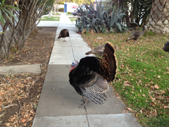 Meleagris gallopavo