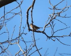 Emberiza rustica
