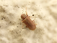 Anobium punctatum