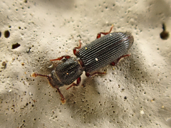 Pycnomerus depressiusculus