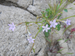 Gilia