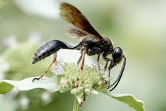 Isodontia auripes