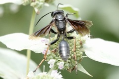 Isodontia auripes
