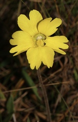 Pinguicula lutea