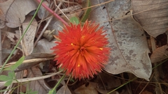 Gomphrena arborescens