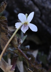 Viola vittata