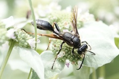 Isodontia auripes