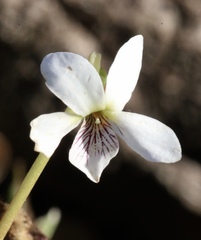 Viola vittata