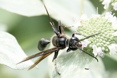 Isodontia auripes