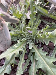 Matthiola parviflora