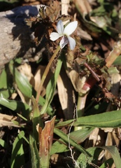 Viola vittata