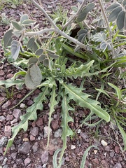 Matthiola parviflora