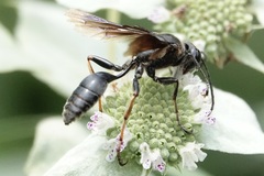 Isodontia auripes