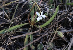 Viola vittata