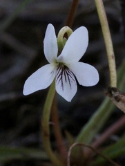 Viola vittata