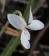 Viola vittata