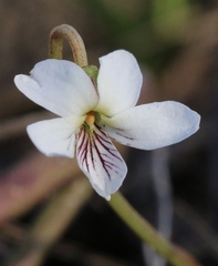 Viola vittata