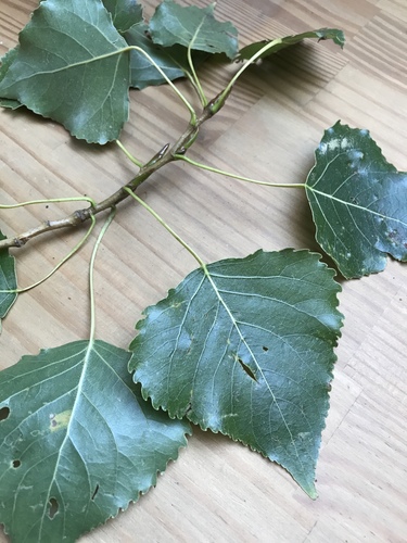Hybrid Black-poplar