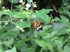 Placidina euryanassa