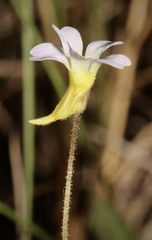 Pinguicula pumila