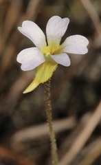 Pinguicula pumila