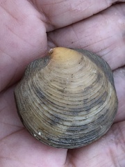 Phacoides pectinatus