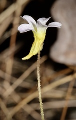 Pinguicula pumila