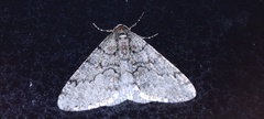 Phigalia denticulata