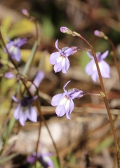 Lobelia feayana