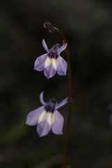 Lobelia feayana