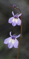 Lobelia feayana