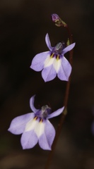 Lobelia feayana