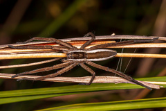 Neoctenus