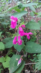 Salvia dorisiana
