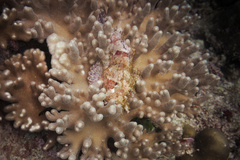 Scorpaenidae