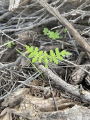 Eucrypta chrysanthemifolia