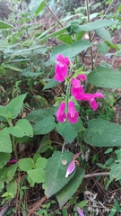 Salvia dorisiana