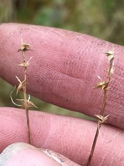 Carex echinata